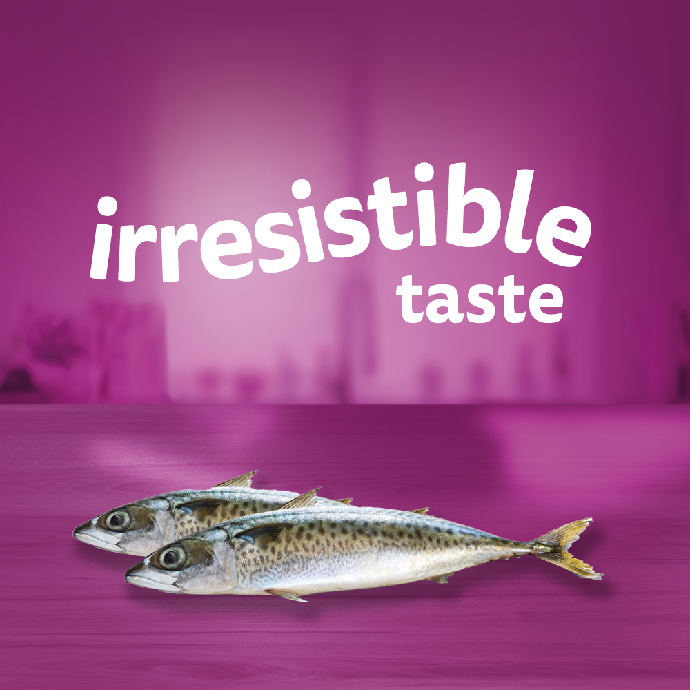 Adult So Fishy Jelly Wet Cat Food with Seafood Servings WHISKAS AU